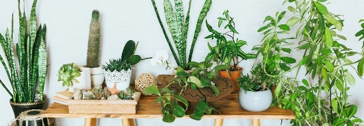 Verschiedene Zimmerpflanzen auf einem Holztisch
